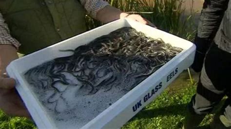 River Teme Eel Release In Bid To Boost Population Bbc News