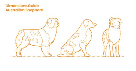 Mini Australian Shepherd Puppy Growth Chart Dog Breeds