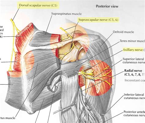 Axillary Nerve Shoulder Anatomy Supraspinatus Muscle