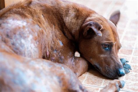 What Is Mange And How To Treat It Fast