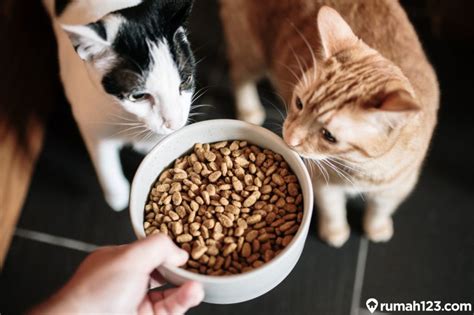 Pilih makanan kucing yang cocok dan sesuai dengan kucing anda! 9 Rekomendasi Makanan Kucing Terbaik Diserta Harga Terbaru ...