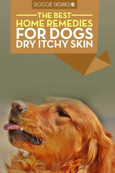 Home Remedies For Dogs Dry Itchy Skin Dog Dry Skin Itchy Dog Dry