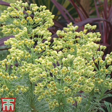 Check spelling or type a new query. Euphorbia characias 'Glacier Blue' plants | Thompson & Morgan