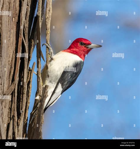 Red Headed Woodpecker Usa Hi Res Stock Photography And Images Alamy