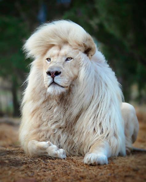 Photographer Immortalizes The King Of Animals In His 30 Incredible