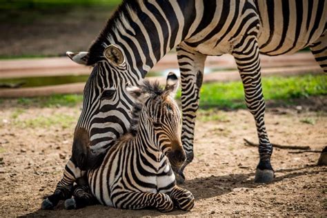 Como Zoos Baby Zebra Named After Longtime Volunteer