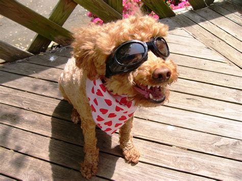 Dog Sunglasses Buying Guide Find The Best Doggles And