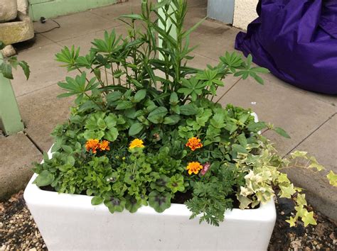 Check spelling or type a new query. Just planted our old Belfast sink for the garden ...
