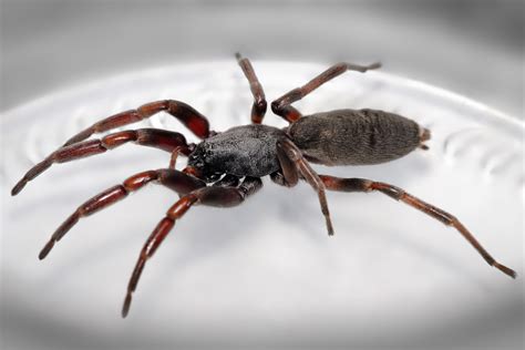 Filewhite Tailed Spider Wikimedia Commons