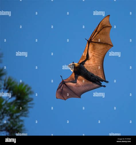 Grey Headed Flying Fox Adelaide Hi Res Stock Photography And Images Alamy