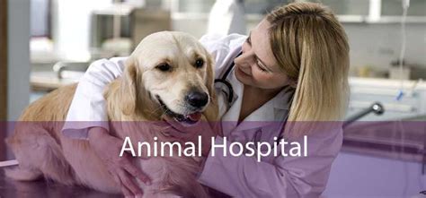 Animal Hospital Small Affordable And Emergency Animal Hospital