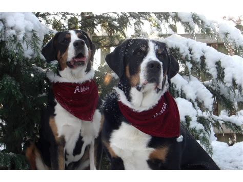 Greater Swiss Mountain Dog Rescue Foundation Home
