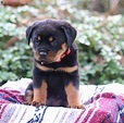 Rottweiler Dog Breed Information, Images, Characteristics, Health