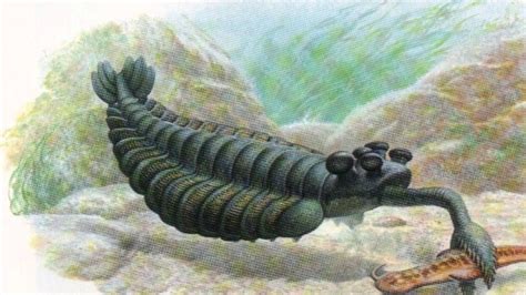 Top 10 Unique Species Of The Cambrian Explosion Prehistoric Creatures
