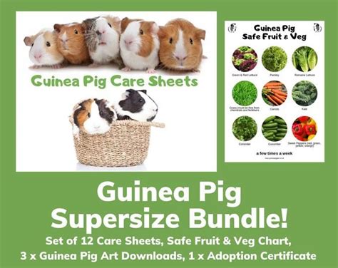 To help you find which vegetables, herbs, and fruits are safe to feed your guinea pig, please refer to the guinea pig food list below. Pin on Cats