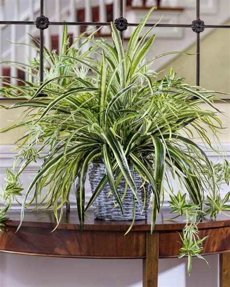 Hanging Spider Plant Silk Foliage Planter At Officescapesdirect Indoor