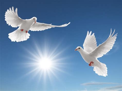 White Doves Wallpapers Wallpaper Cave