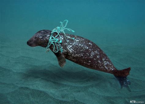 Silent Killers The Danger Of Plastic Bags To Marine Life By Laura Beans