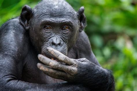 Chimpansee En Bonobo Krijgen Gezelschap Van Spookmensaap NRC