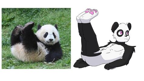 Drew My Fursona In A Similar Pose Of A Panda Irl Rfurry