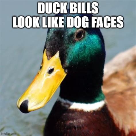 Duck Bills Look Like Dog Faces Imgflip