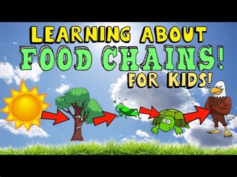 Food chains and food webs. Learning About Food Chains - YouTube