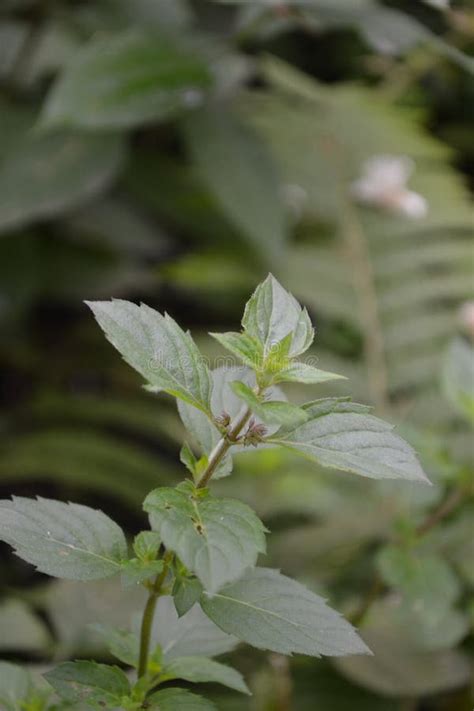 Mint Mentha Bushes Mint Green Leaves Fresh Mint Stock Image Image