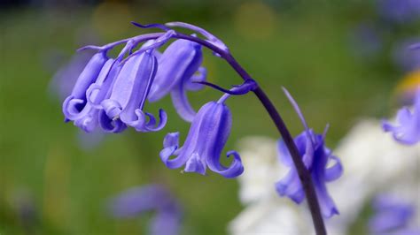 Free Photo Blue Bells Bells Blue Christmas Free Download Jooinn