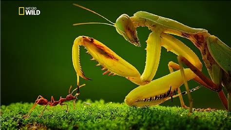 Strangest Insects In The World New Documentary Hd 2017 Youtube