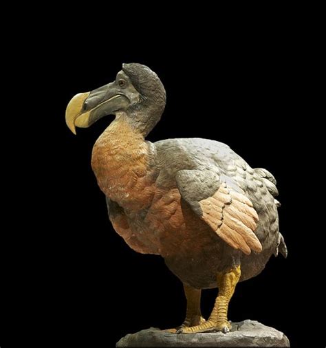 Causes of extinction might include an epidemic, extreme climate changes, loss of food sources, and destruction of their natural habitats. Dodo Bird | Extinct Animals