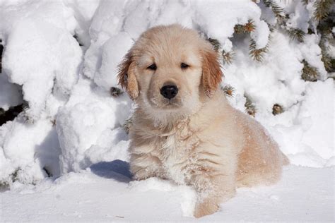 Find golden retriever puppies and breeders in your area and helpful golden retriever information. Golden Retriever Puppy Sitting In Snow, Illinois, Usa ...