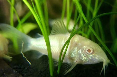 Albino Corys Underrated Friendly And Cute Raquariums