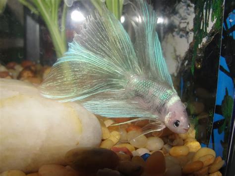 Welcome to our betta fish feeding guide. 17 Best images about aquarium on Pinterest | Fresh water ...