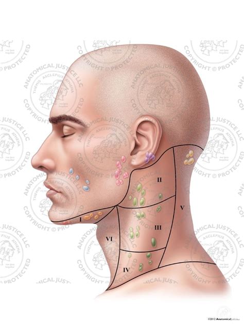 Lymph Node Back Of Neck Anatomy This Nodal Level Can Be Subdivided