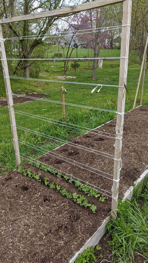 Snap Peas Popping Up Anyone Have A Good Feel For How Tight I Can