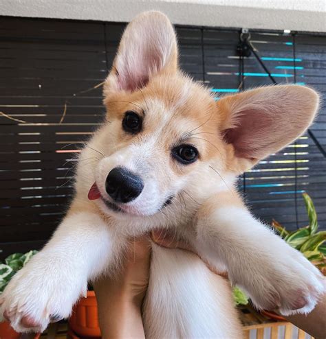 Waffle The Corgi On Instagram “a Bark Quet Of Corgos To Brighten Your Day 💐💐🐶🐶 This One’s A
