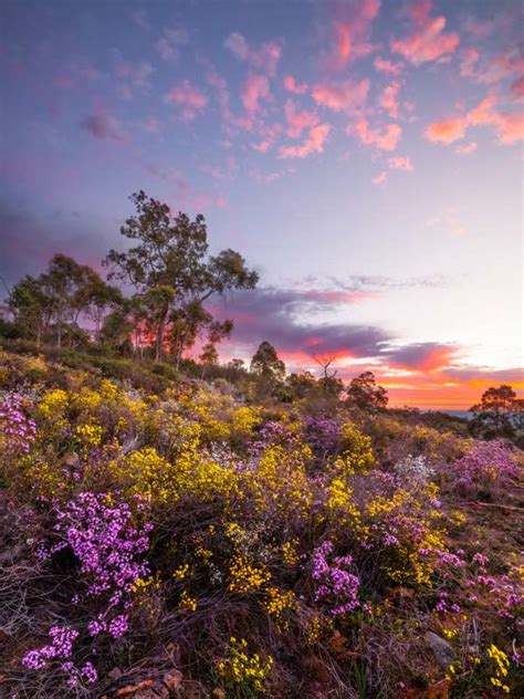 The Ultimate Western Australia Wildflower Trail Guide Australian Traveller