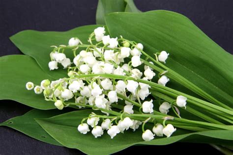 Les Plus Belles Photos De Muguet à Envoyer Pour Le 1er Mai