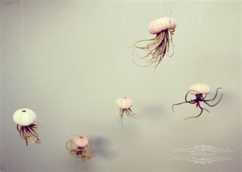 Po box 1213, douglasville, ga 30133. Jellyfish Air Plants