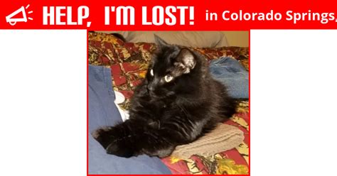 Many people change their phone number or move. Lost Cat (Colorado Springs, Colorado) - Star