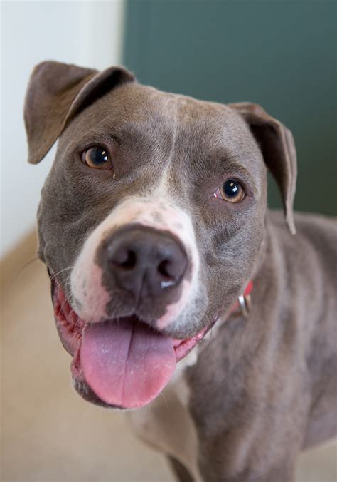Shelter Dogs Of Portland Chico Young Pitbull Needs A Sensible And