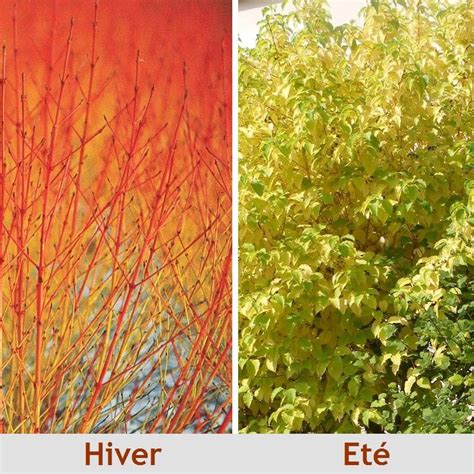 Cornus alba 'sibirica' (tatarian dogwood). Cornus sanguinea 'Midwinter Fire' - Cornouiller sanguin ...