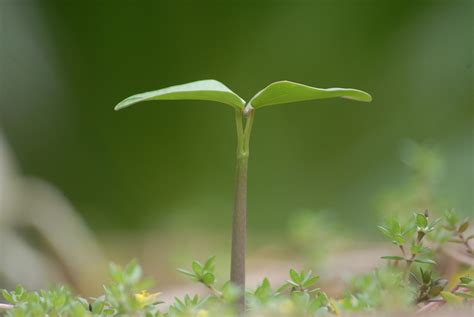 ภาพฟรี Plant Grow Background สีเขียว ภาพฟรีที่ Pixabay 951135