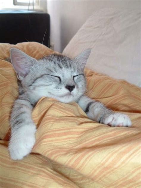 10 Cute Cats Sleeping Kitty Bloger