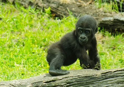 Baby Gorilla Trying To Climb Baby Gorillas Gorilla Baby Animals