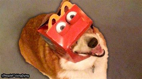 Happy Dog Happy Meal Rpeoplefckingdying Youtube