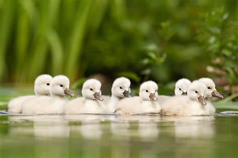 Outstanding Nature Photography By Roeselien Raimond