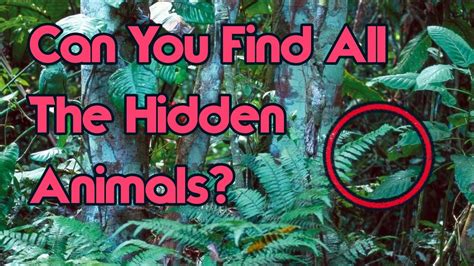 Can You Find All The Hidden Animals Impossible Challenge Youtube