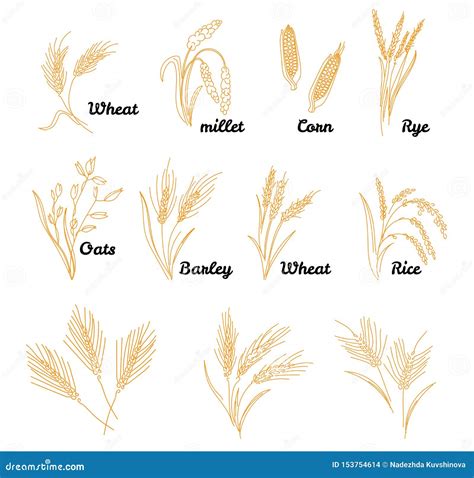 Insieme Dellicona Dei Cereali Con Riso Grano Disegnato A Mano Dell