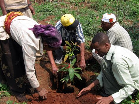 Mass Tree Planting In Ethiopia Broke World Records But Its Impact Will